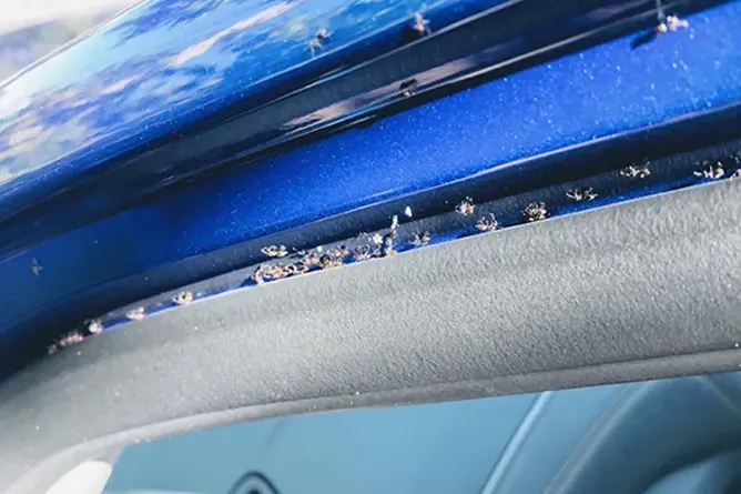 5 Binatang Pengganggu dalam Mobil dan Tips Mengatasinya